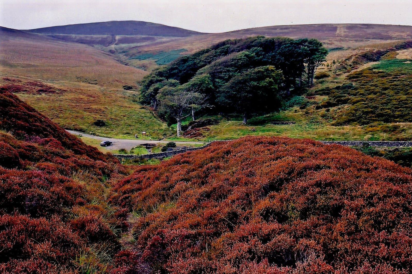 Red-brown heather in the foreground with a clump of wind-shaped pines and a narrow road crossing the moorland.